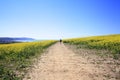 Farming of  Rapeseed oil seed Royalty Free Stock Photo